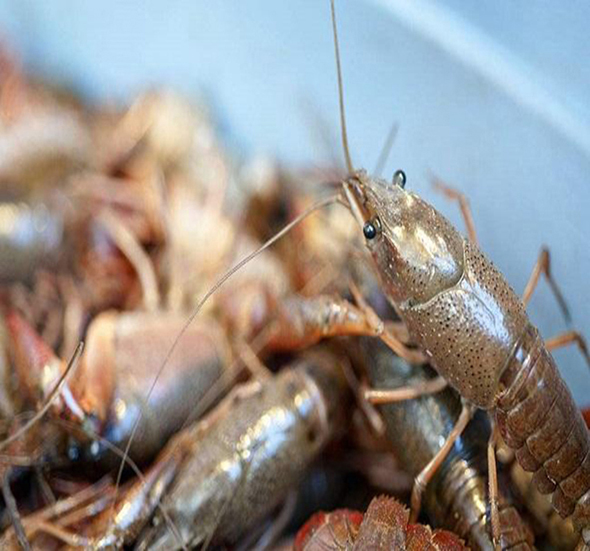 五月份河蟹小龙虾养殖管理技术的5大要点